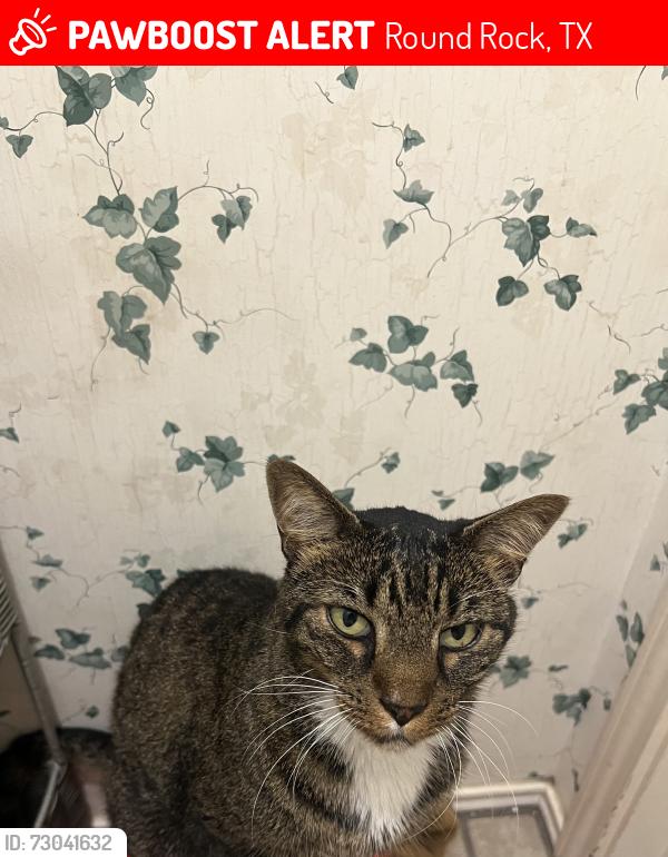Lost Male Cat last seen Cedar bend dr and Woods blvd, Round Rock, TX 78681