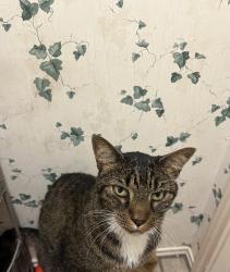 Lost Male Cat last seen Cedar bend dr and Woods blvd, Round Rock, TX 78681