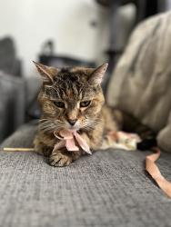 Lost Female Cat last seen 44th and Clayton Street, Denver, CO 80216