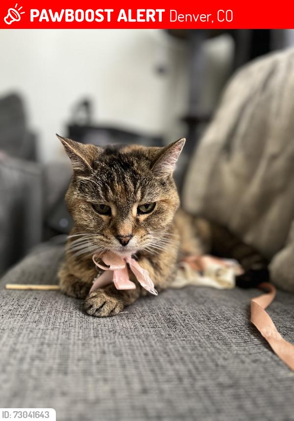 Lost Female Cat last seen 44th and Clayton Street, Denver, CO 80216