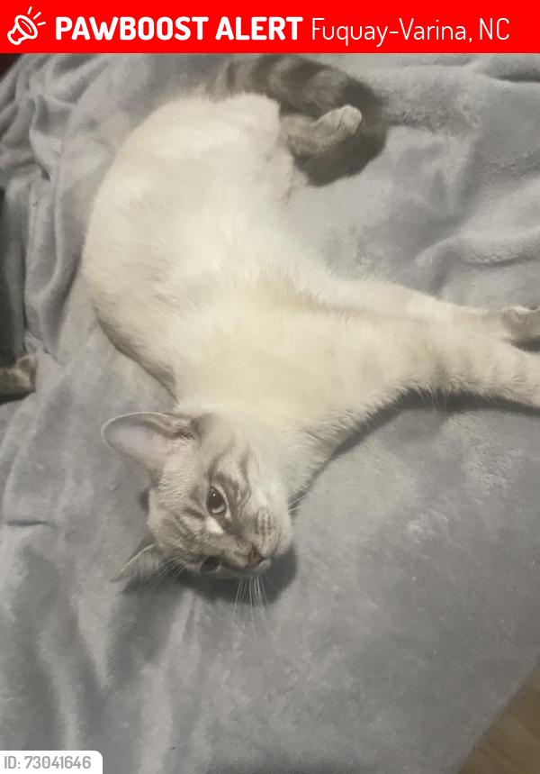 Lost Male Cat last seen Near 11414 fuqauy varina, Fuquay-Varina, NC 27526