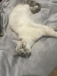Lost Male Cat last seen Near 11414 fuqauy varina, Fuquay-Varina, NC 27526