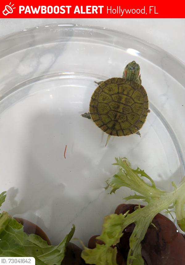 Lost Unknown Reptile last seen Raleigh St & 34th Ave, Hollywood, FL 33021