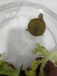 Lost Unknown Reptile last seen Raleigh St & 34th Ave, Hollywood, FL 33021