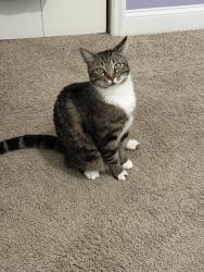Lost Male Cat last seen Kingsgate Subdivision, Valdosta, GA 31605