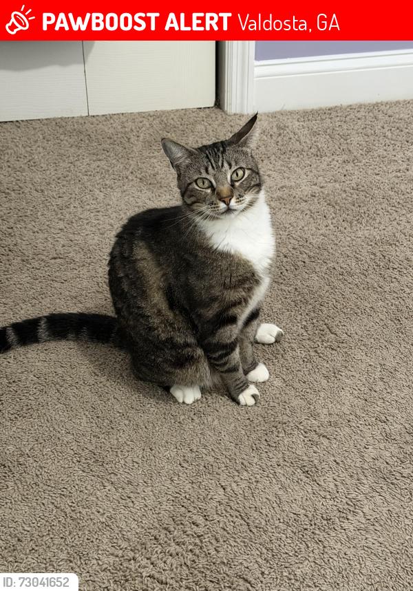 Lost Male Cat last seen Kingsgate Subdivision, Valdosta, GA 31605