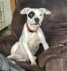 Shelter Stray Male Dog last seen Near BLOCK TIREMAN AVE, DETROIT, MI 48228, 7401 Chrysler Dr, Detroit, MI 48211, USA