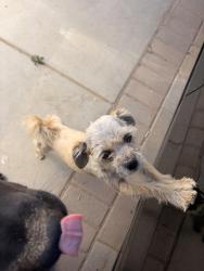 Lost Male Dog last seen homeland CA 92548, Homeland, CA 92548