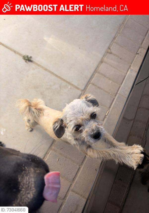 Lost Male Dog last seen homeland CA 92548, Homeland, CA 92548