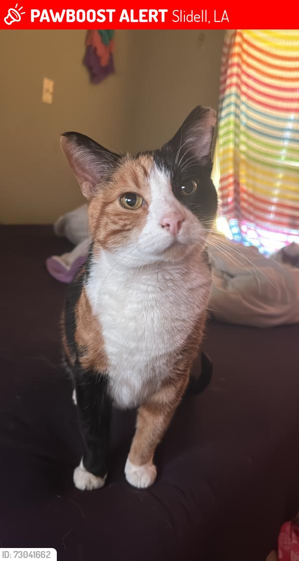 Lost Female Cat last seen Kings point neighborhood in Slidell Louisiana, Slidell, LA 70461