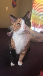 Lost Female Cat last seen Kings point neighborhood in Slidell Louisiana, Slidell, LA 70461