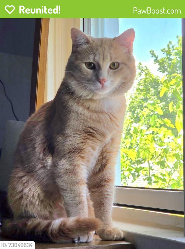 Reunited Male Cat last seen Gilroy drive and Shropshire Drive / Gilroy drive and brigstock road, Toronto, ON M1P 1Z9