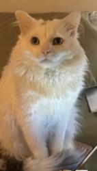 Lost Male Cat last seen Near 1/2 street northwest near Walgreens and hyvee barlows, Rochester, MN 55901