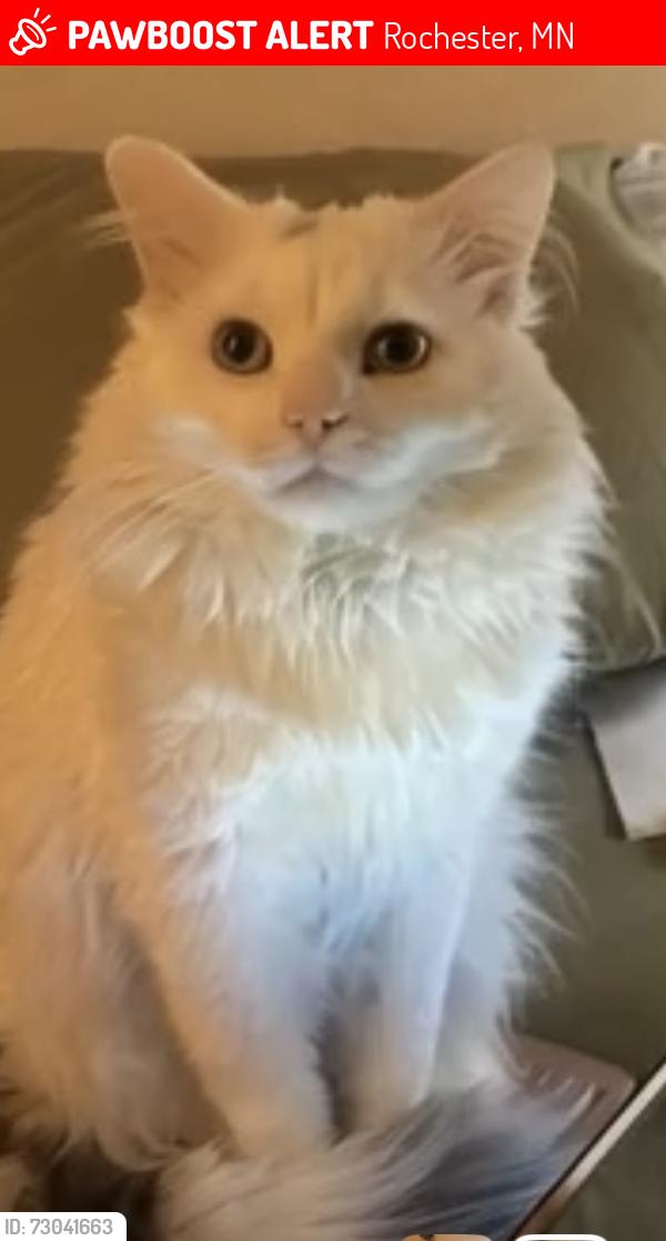 Lost Male Cat last seen Near 1/2 street northwest near Walgreens and hyvee barlows, Rochester, MN 55901