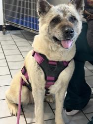 Lost Female Dog last seen Oklahoma City, Oklahoma City, OK 73119
