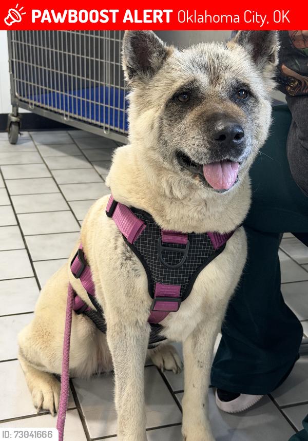 Lost Female Dog last seen Oklahoma City, Oklahoma City, OK 73119