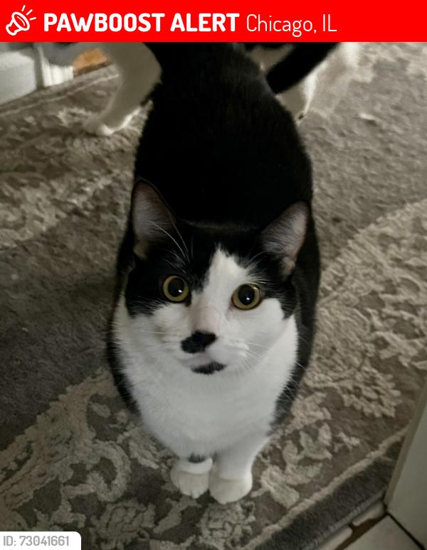 Lost Female Cat last seen Augusta Blvd. and Rockwell St., Chicago, IL 60622