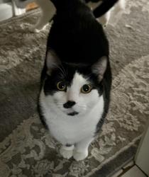 Lost Female Cat last seen Augusta Blvd. and Rockwell St., Chicago, IL 60622