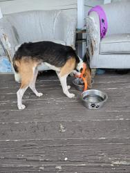Found/Stray Male Dog last seen Greenlane, Bishopville, SC 29010