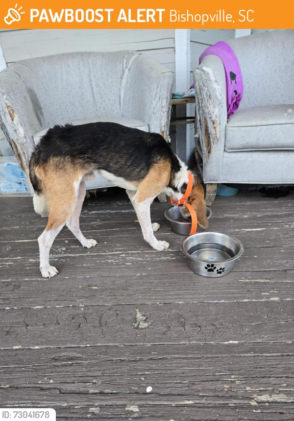 Found/Stray Male Dog last seen Greenlane, Bishopville, SC 29010