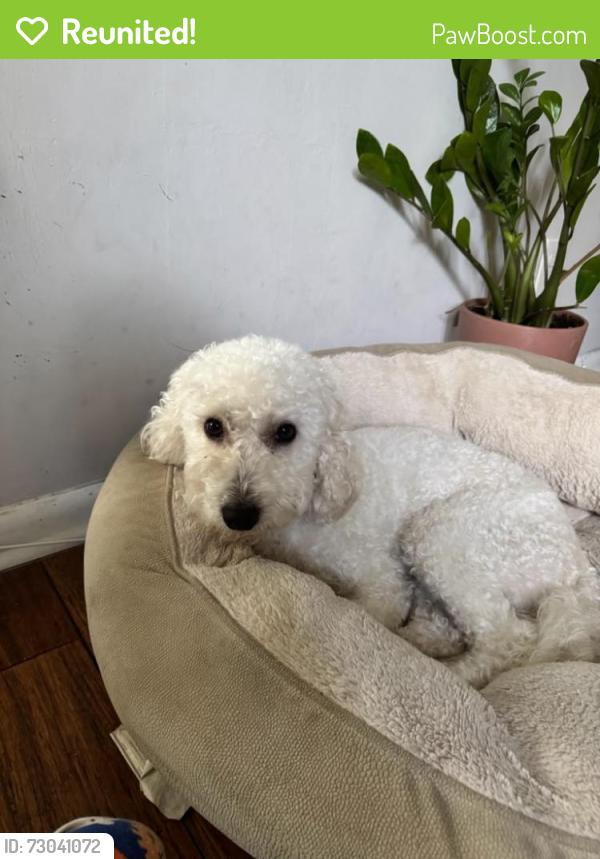 Reunited Male Dog last seen Thomas and N 44th Ave., Hollywood, FL 33021