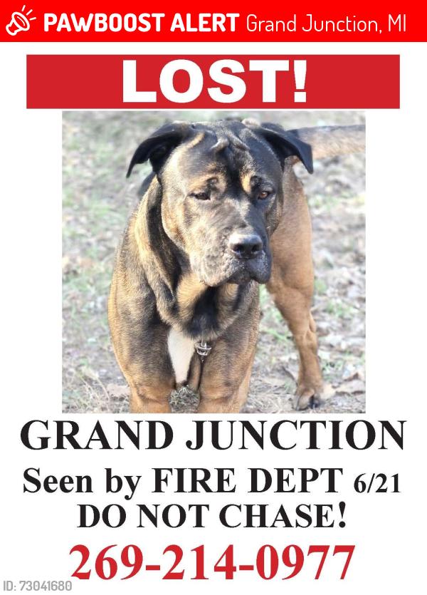 Lost Male Dog last seen Phonenix, county road 388, Grand Junction, MI 49056