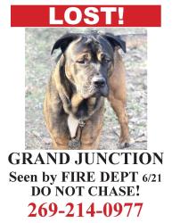 Lost Male Dog last seen Phonenix, county road 388, Grand Junction, MI 49056