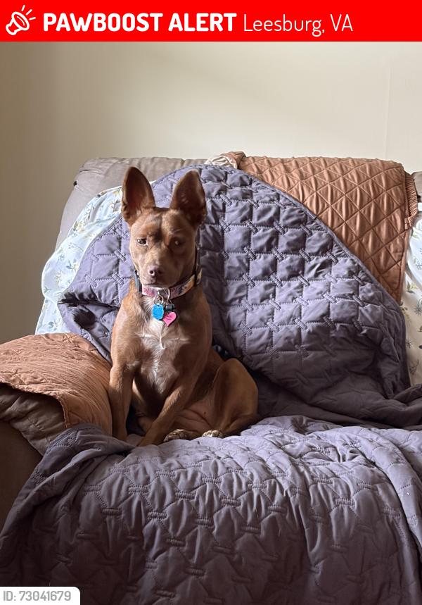 Lost Female Dog last seen Evergreen elementary school, Leesburg, VA 20175
