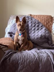 Lost Female Dog last seen Evergreen elementary school, Leesburg, VA 20175