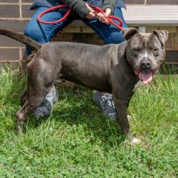 Shelter Stray Male Dog last seen Near La Mesa Lane Decatur, 30032, 30032, GA, 3280 Chamblee Dunwoody Rd, Chamblee, GA 30341, USA