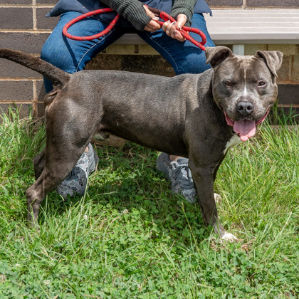 Shelter Stray Male Dog last seen Near La Mesa Lane Decatur, 30032, 30032, GA, 3280 Chamblee Dunwoody Rd, Chamblee, GA 30341, USA