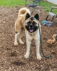 Shelter Stray Male Dog last seen Near Whites Mill Court, 30034, GA, 3280 Chamblee Dunwoody Rd, Chamblee, GA 30341, USA