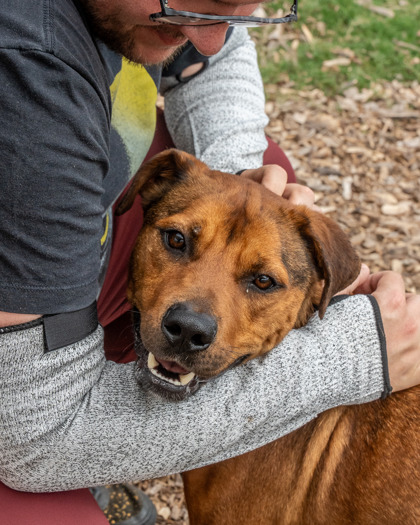 Shelter Stray Male Dog last seen , 30032, GA, 3280 Chamblee Dunwoody Rd, Chamblee, GA 30341, USA