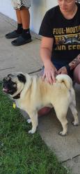 Lost Male Dog last seen Marion Oaks Golf Way and 159th , Ocala, FL 34473