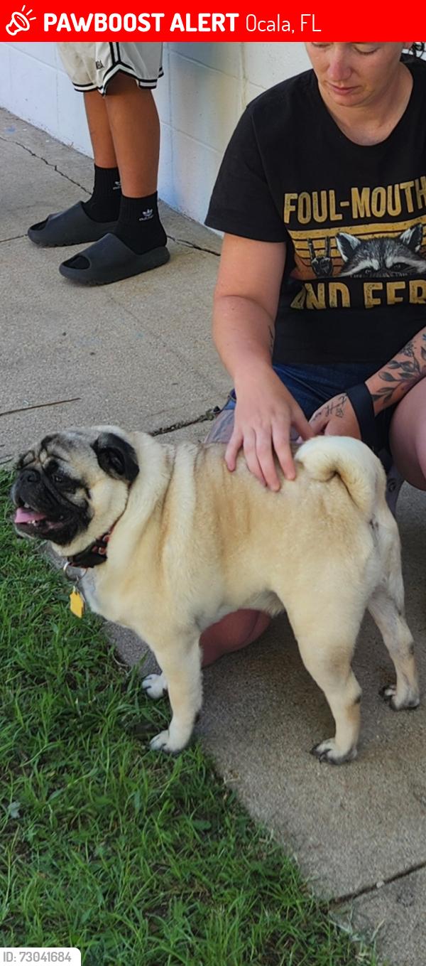 Lost Male Dog last seen Marion Oaks Golf Way and 159th , Ocala, FL 34473