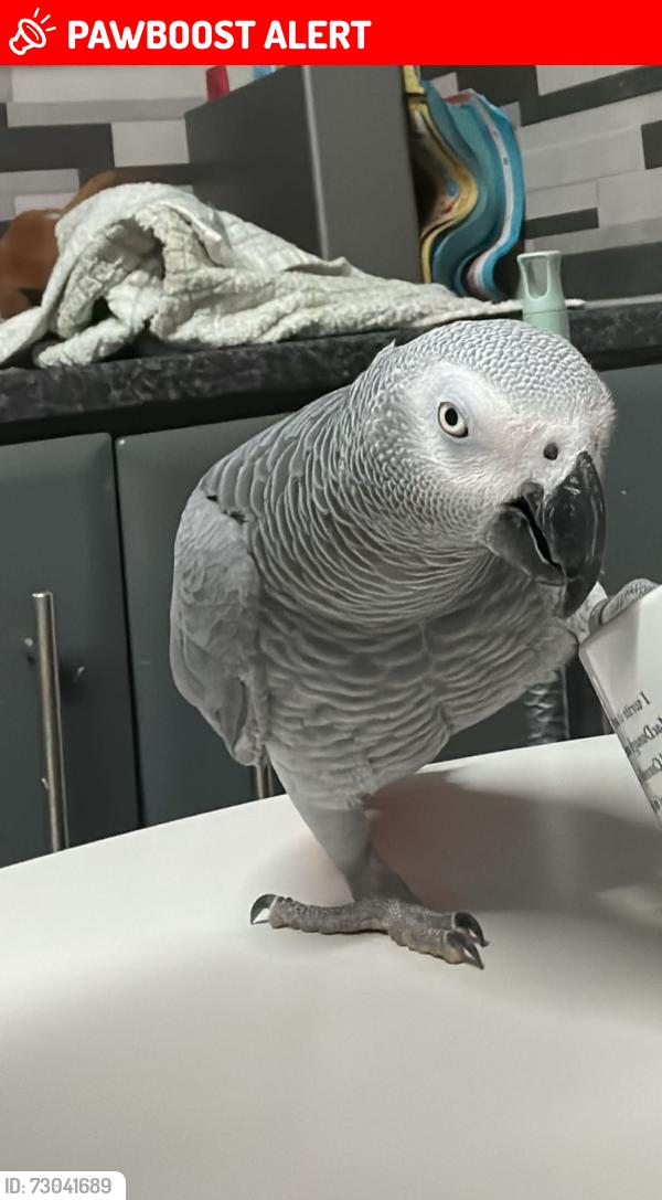 Lost Male Bird last seen Embankment ormeau Road., Belfast, Northern Ireland BT7
