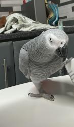 Lost Male Bird last seen Embankment ormeau Road., Belfast, Northern Ireland BT7