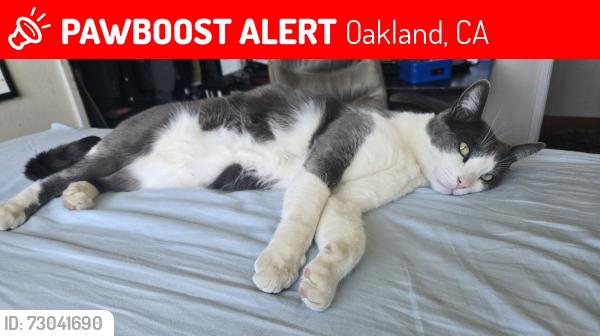 Lost Male Cat last seen Scotia Ave, Oakland, CA 94605