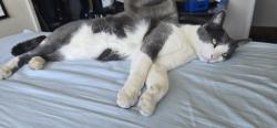 Lost Male Cat last seen Scotia Ave, Oakland, CA 94605