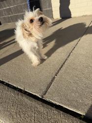 Found/Stray Female Dog last seen Near n Kedzie Chicago IL, Chicago, IL 60625