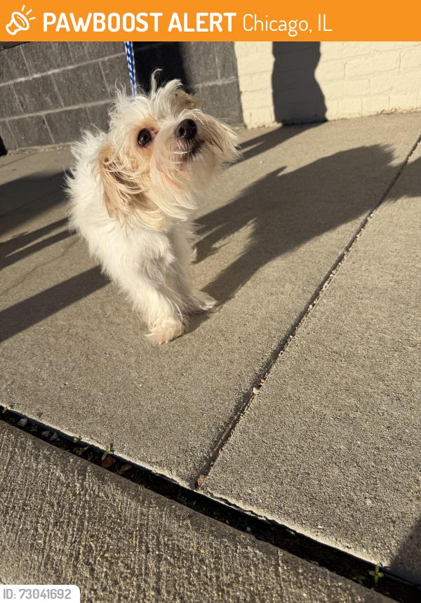 Found/Stray Female Dog last seen Near n Kedzie Chicago IL, Chicago, IL 60625