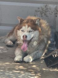 Found/Stray Male Dog last seen Union Ave and Adams St, Bakersfield, CA 93307