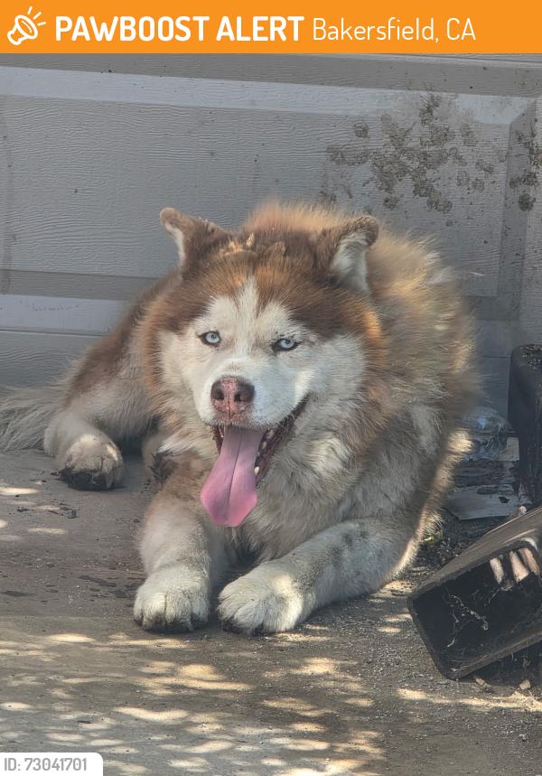 Found/Stray Male Dog last seen Union Ave and Adams St, Bakersfield, CA 93307