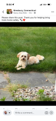Lost Male Dog last seen Backyard of our hse, Simsbury, CT 06070