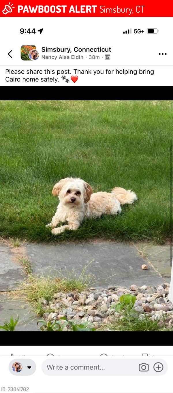 Lost Male Dog last seen Backyard of our hse, Simsbury, CT 06070
