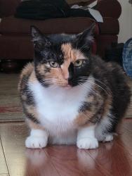 Lost Female Cat last seen Northside elementary school, Panama City, FL 32405