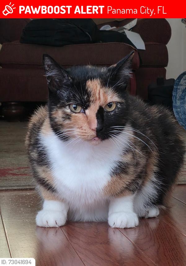 Lost Female Cat last seen Northside elementary school, Panama City, FL 32405