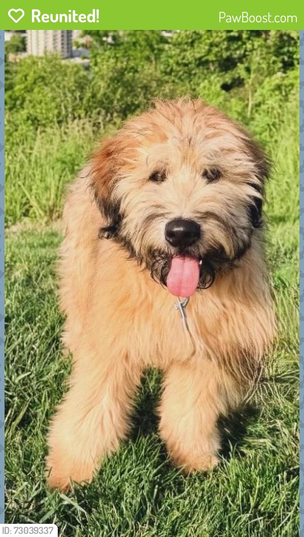 Reunited Male Dog last seen Gibson road near st rt 48, Loveland, OH 45140