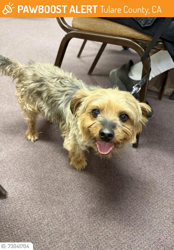 Rehomed Male Dog last seen Mustang and Pleasant Oaks, Tulare County, CA 93265