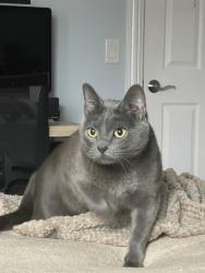 Lost Female Cat last seen Near Rodenburg rd, roselle, Roselle, IL 60172